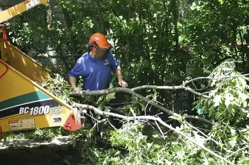 tree services Kiester